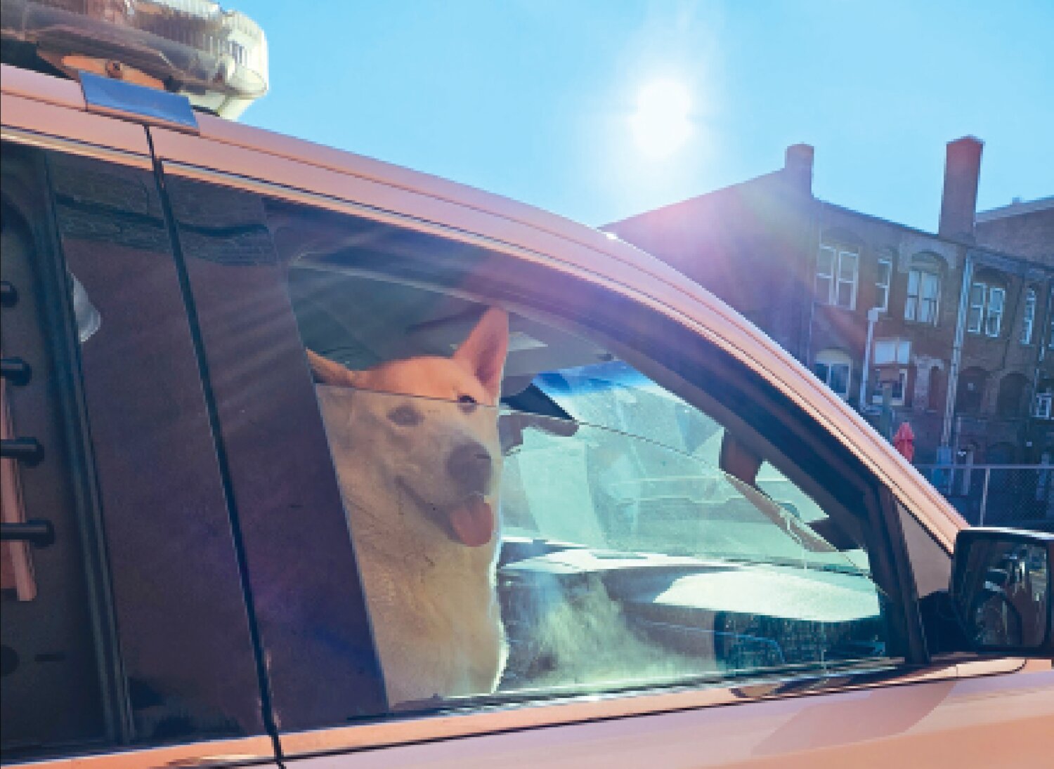A dog looks out the window of a Centralia Police Department community service officer’s vehicle in this photo published on Facebook by the department.